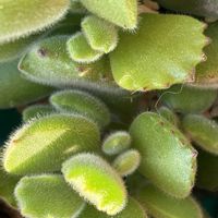 熊童子,熊童子,ハムシー,ハムシー,セトーサの画像