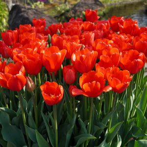 チューリップ,赤い花,球根,多年草,観賞用の画像