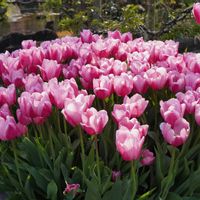 チューリップ,球根,多年草,観賞用,マクロ撮影の画像