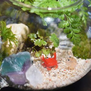 ヒノキゴケ,ホソバオキナゴケ,極姫ユキノシタ,オオカサゴケ,フィジーシノブの画像