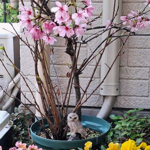 オカメザクラ,アイビー,アイビー,アイビー,枝垂れ桜の画像