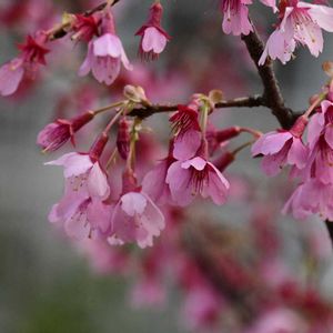 オカメザクラ,春の花,自然観察,散策の画像