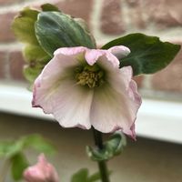 クリスマスローズ,ガーデニング,マイガーデン,クリスマスローズの花,クリスマスローズ愛同盟の画像