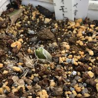 イワシャジン,クサレダマ,サンカヨウ,ツバメオモト,可愛いの画像