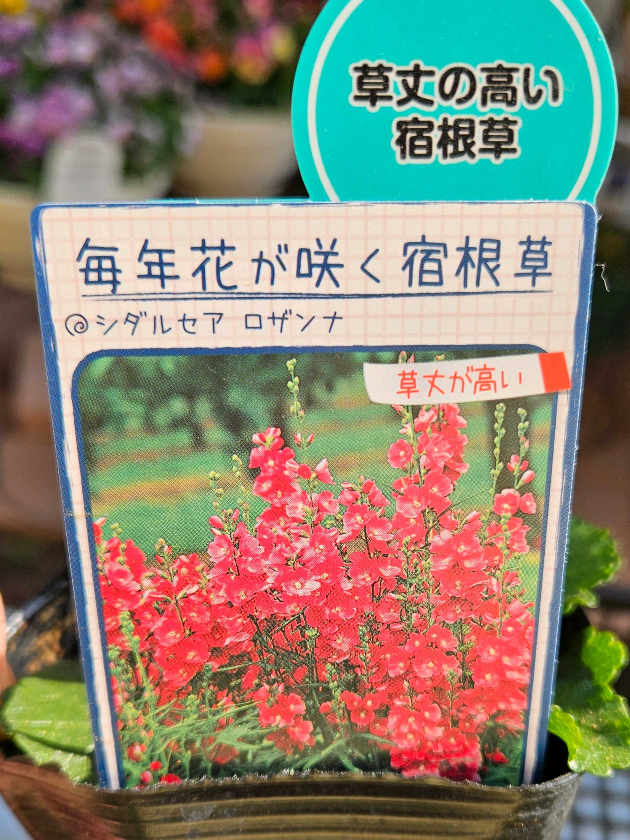 白花レンゲソウページ 白いレンゲソウ発見: つぶやき古道(ｺﾐﾁ)