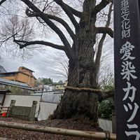 カツラ,コウヤマキ,ねずこ,御舟の松,黒檜の画像