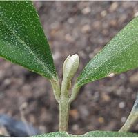 オリーブ,オリーブ　挿し木,オリーブ　たなばたの画像