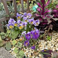 クロッカス,球根,小さい花壇,おうち園芸,青いお花大好きファンクラブの画像