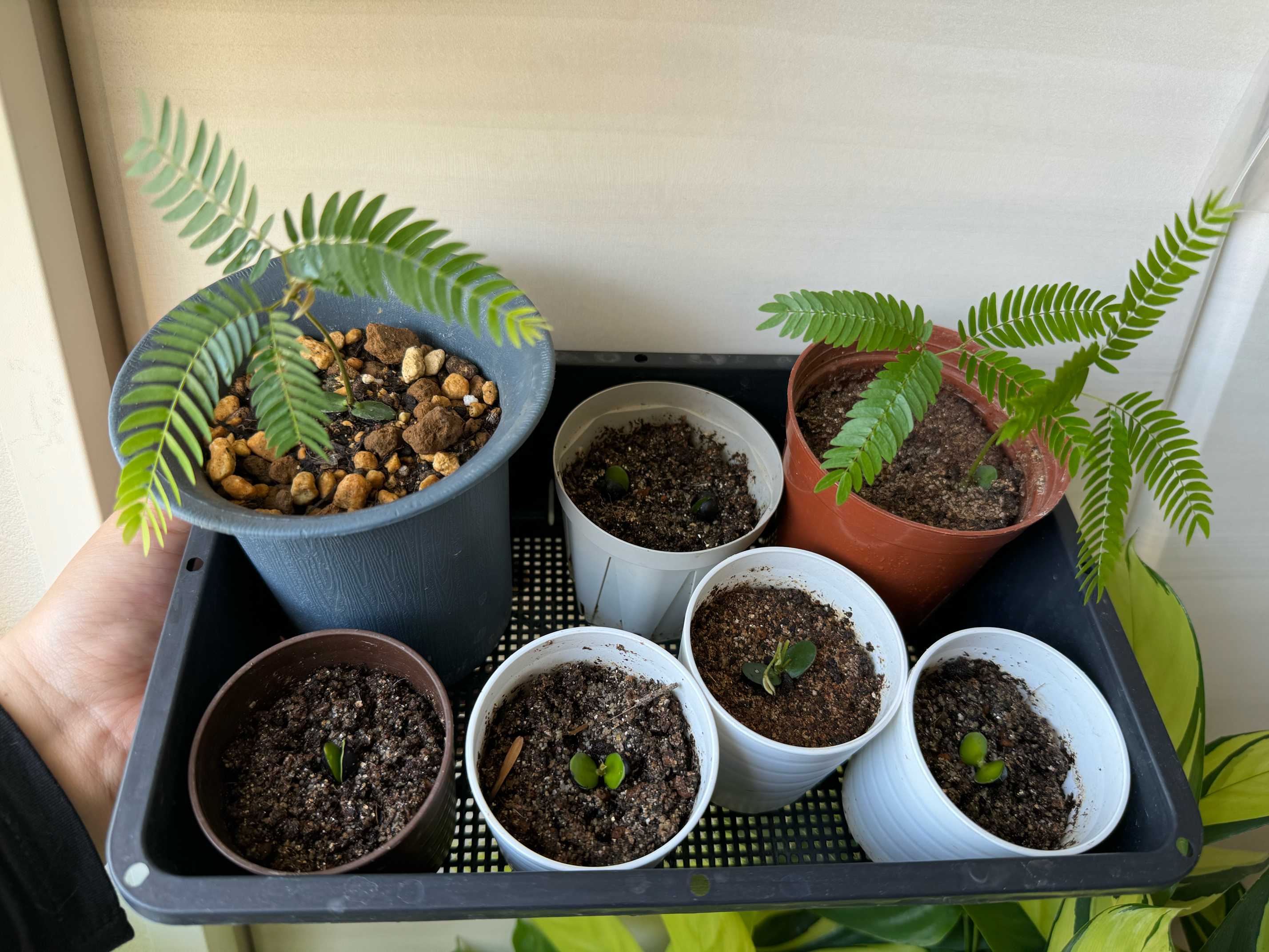 K！エバーフレッシュ 種 140粒 新鮮 エバーフレッシュ 種からの挑戦