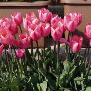 チューリップ,球根,ピンクの花,多年草,観賞用の画像