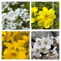 レンギョウ,黄梅,ゆきやなぎ,桜・そめいよしの,ウォーキングの楽しみの画像