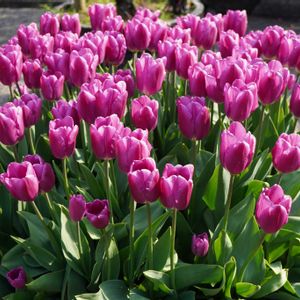 チューリップ,球根,多年草,観賞用,マクロ撮影の画像