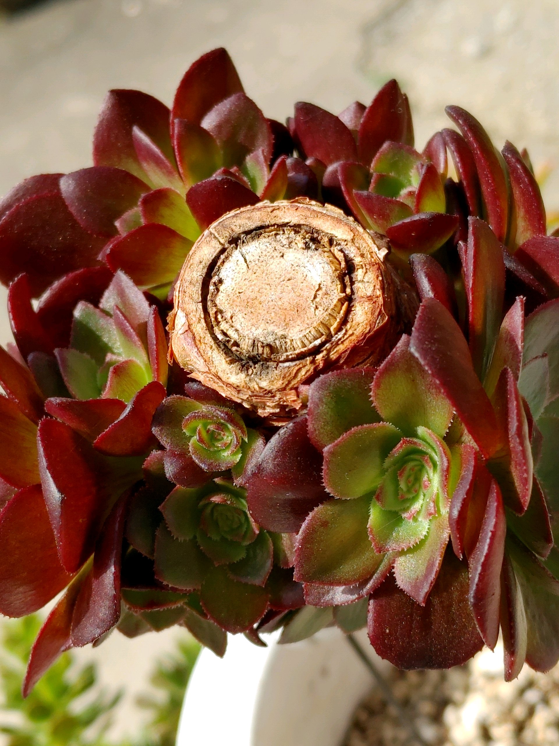 アエオニウム属『ハロウィン』多頭チャレンジ｜🍀GreenSnap（グリーン