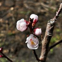アンズ,イチゴ,ダンコウバイ,ハクサイ,シイタケの画像