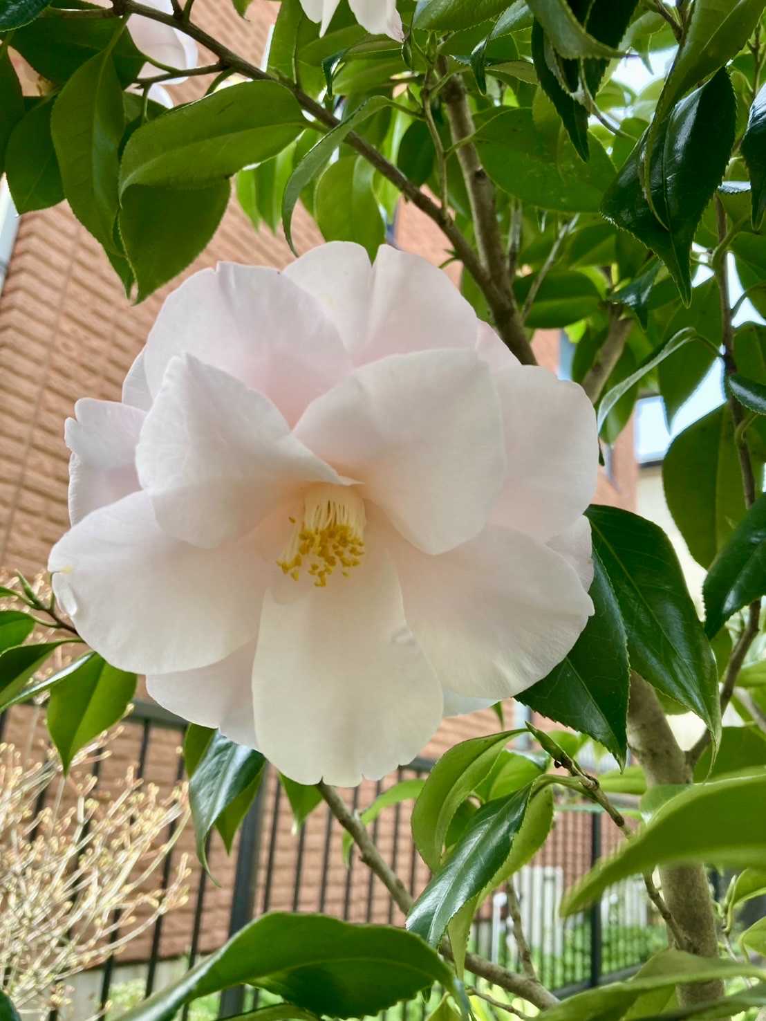 羽衣　椿 埼玉県花と緑の振興センターにて（6） 椿（羽衣、横川絞、加茂