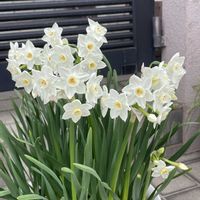 アネモネ,房咲き水仙　グランドモナーク,いただきもの,お出かけ,今年もありがとうの画像