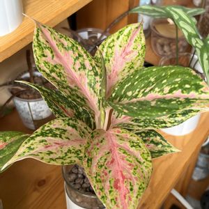 アグラオネマ,アグラオネマ,観葉植物,ハイドロカルチャー,サトイモ 科の画像