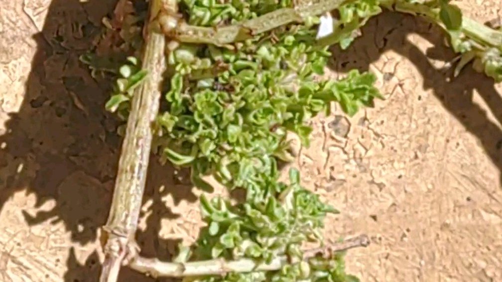 帯化(たいか) 帯化 - Wikiwand