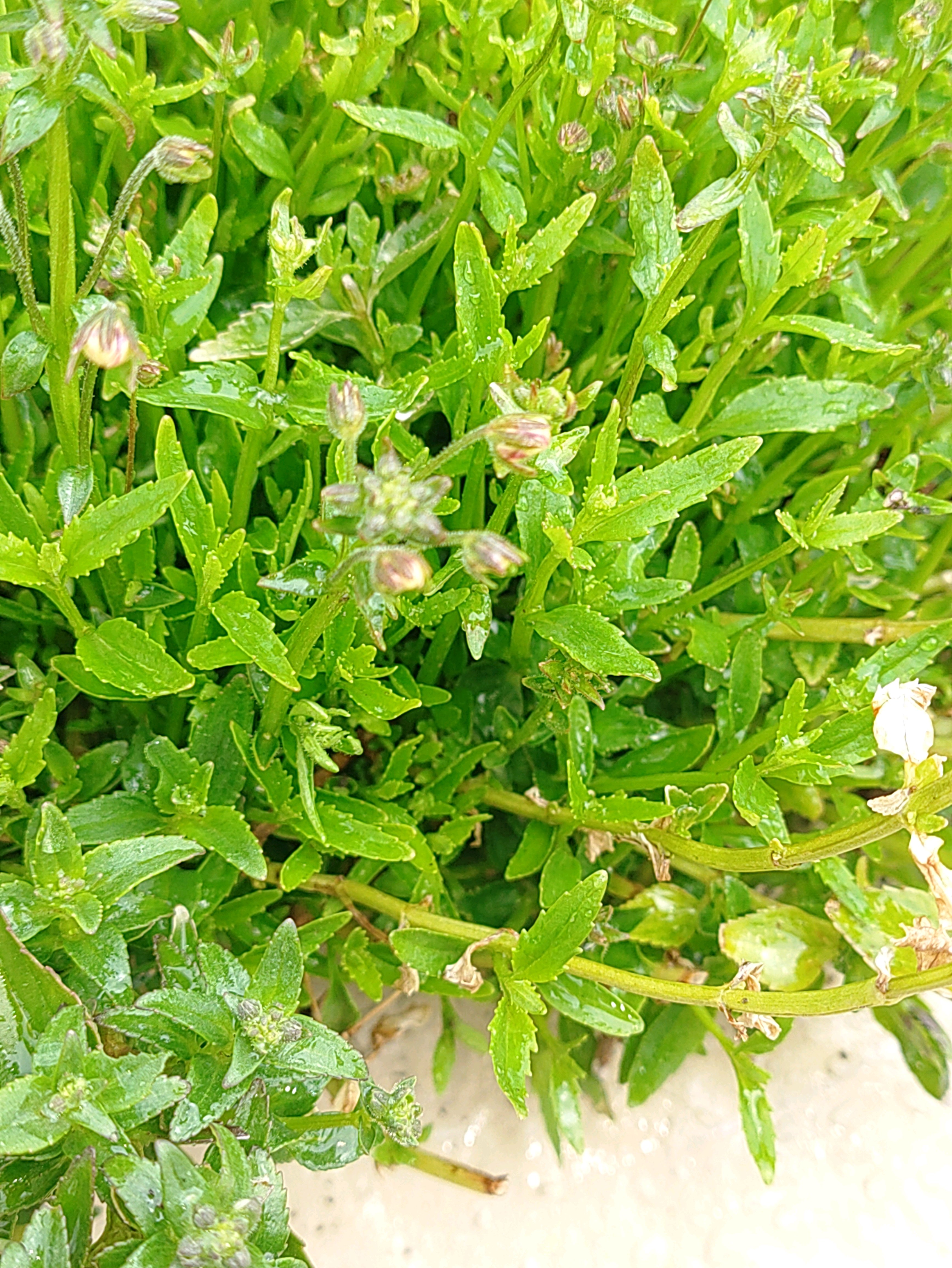 帯化(たいか) 帯化 - Wikiwand