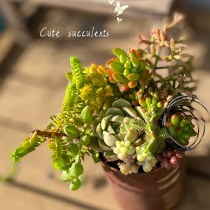 寄せ植え,多肉植物,普及種,多肉寄せ植え,多肉植物のある暮らしの画像