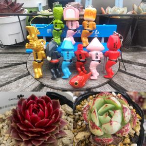 ラブファイヤー,ギャラクシースター,ぼん・ラブファイヤー,ぼん・ギャラクシースター,多肉植物の画像