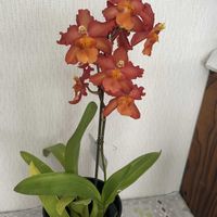 オドントグロッサム,オンドログロッサム❓,魔法使いの、おばあさんの画像