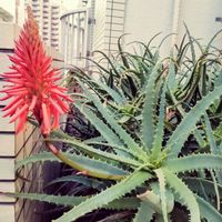キダチアロエ,キダチアロエ,アロエのお花,アロエのお花,相模原の画像