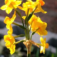 アメリカフウロ,モナルダ,わけぎ,カラスノエンドウ,ゲンノショウコの画像