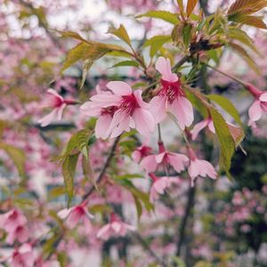 オカメザクラ,コブシ,ユキヤナギ,枝垂れ桜,ヨウコウザクラの画像