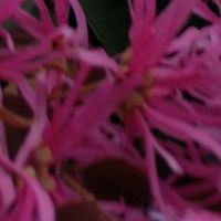 トキワマンサク,ベニバナトキワマンサク,Thumbnail art WORKS,１８PICの画像