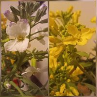 カブ,ダイコン,玄関内側の画像