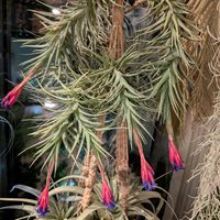 アエラントス,チランジア アエラントス,エアープランツ/チランジア,ティランジア属の画像