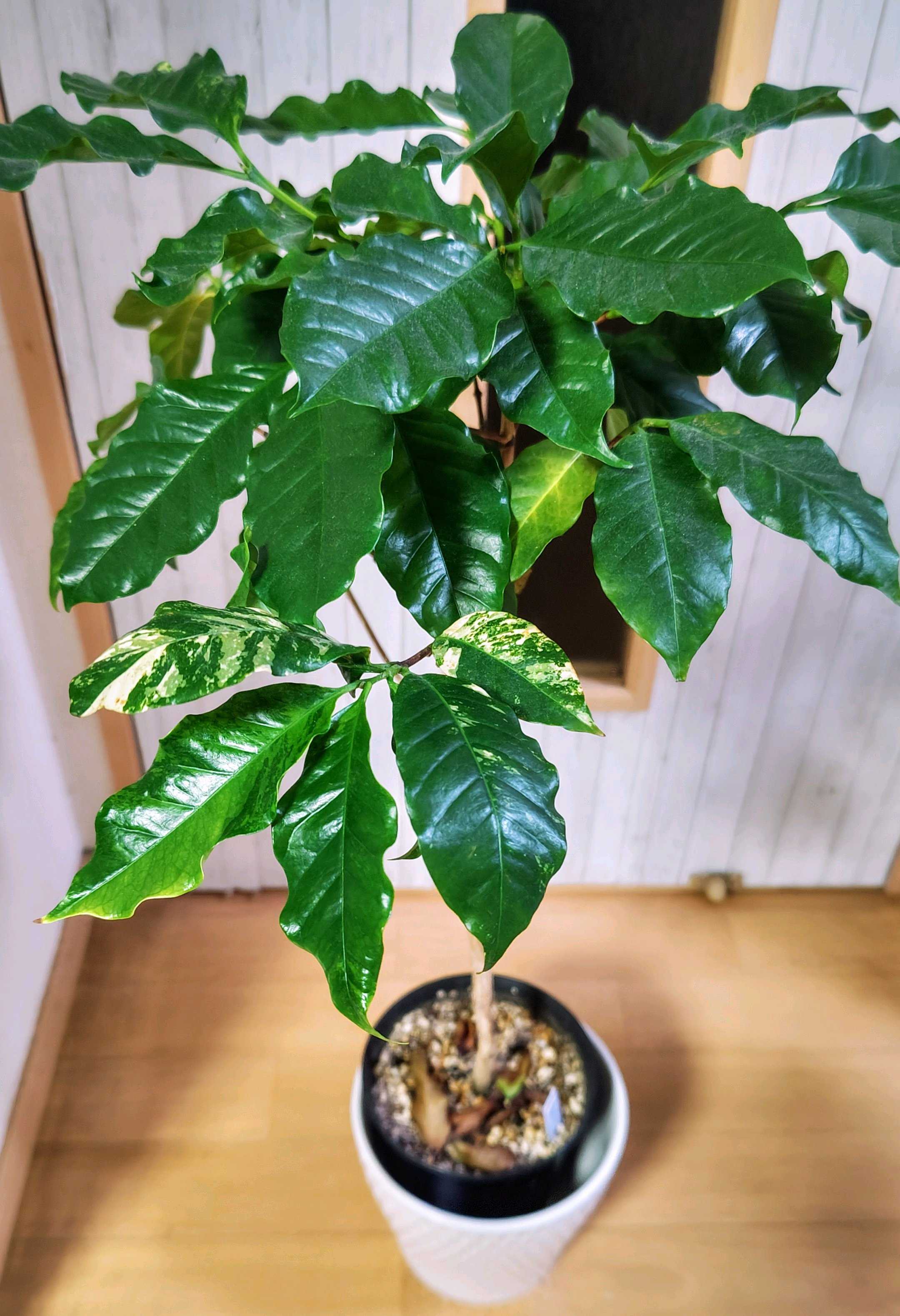 斑入りコーヒーの木の一覧｜🍀GreenSnap（グリーンスナップ）