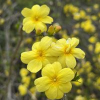 オウバイ,黄色い花,道端,観賞用,緑のある暮らしの画像