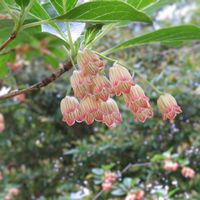 サラサドウダン,フウリンツツジ,今日のお花,また 会いたい,ツツジ科ドウダンツツジ属の画像