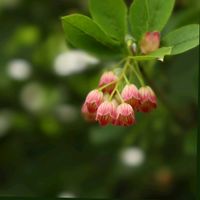 ドウダンツツジ,ドウダンツツジ,サラサドウダン,花のある暮らし,素敵な色合いの画像