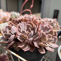 シャビアナ,癒される,no green no life,多肉植物のある暮らし,タニク初心者の画像