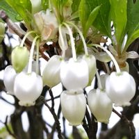 ドウダンツツジ,サラサドウダン,今日のお花,花のある暮らし♡,おうち園芸の画像