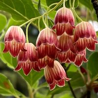 サラサドウダン,ベニサラサドウダン,おでかけ先,山の木の花の画像