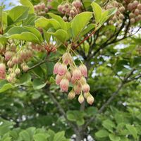 ドウダンツツジ,サラサドウダン,今日のお花の画像
