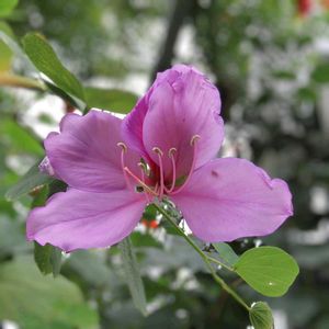 ムラサキソシンカ,温室,マメ科,初めて見る花,葉っぱがはーとの画像