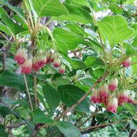 ドウダンツツジ,サラサドウダン,山歩き,今日のお花,愛の花♡の画像