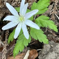 カタクリ,キクザキイチゲ,シュンラン,イワタバコ,セリバヒエンソウの画像