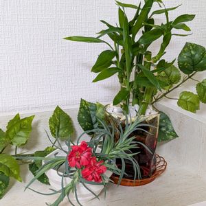 カーネーション,カーネーション,カーネーション,ミリオンバンブー,ミリオンバンブーの画像