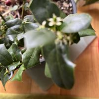 クリスマスホーリー,花のある暮らし,リビング・ダイニングの画像