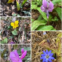 カタクリ,シュンラン,ハルリンドウ,ヤブコウジ,ミツバツツジの画像