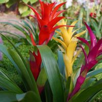 グズマニア,観葉植物,多年草,マクロ撮影,緑のある暮らしの画像