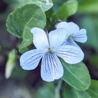 カキドオシ,アリアケスミレ,カンスゲ,ヒゲコスミレ,アリアケスミレ(有明菫)の画像