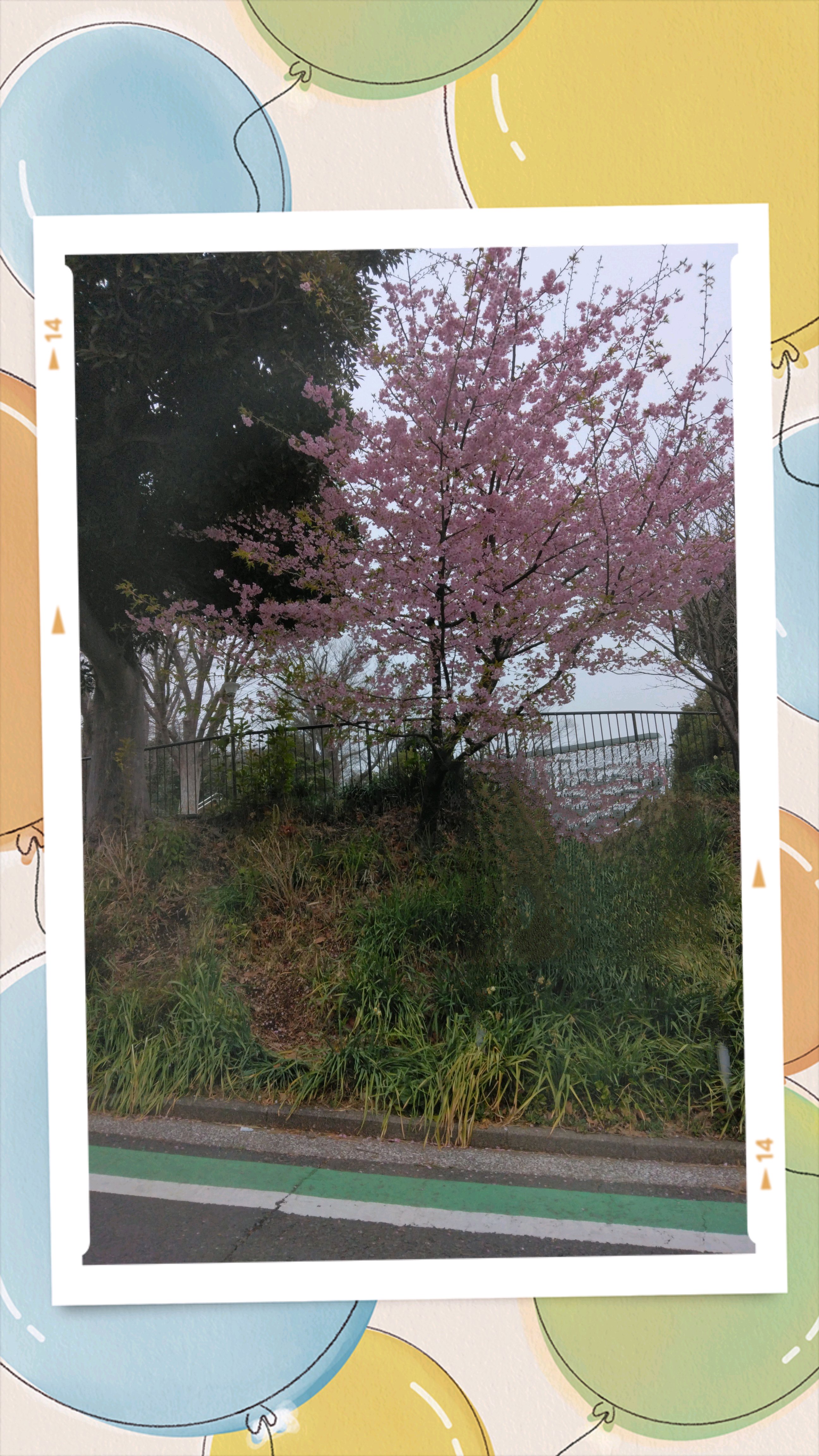 2025年 桜🌸の追い掛け写ん歩（車中の中から)と木の下から撮影