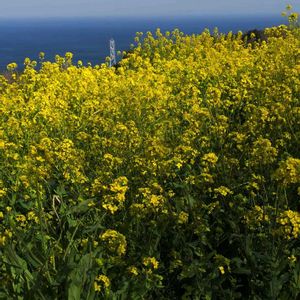 セダム,寄せ植え,多肉植物,アーティストの画像